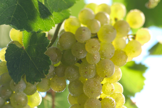 Riesling