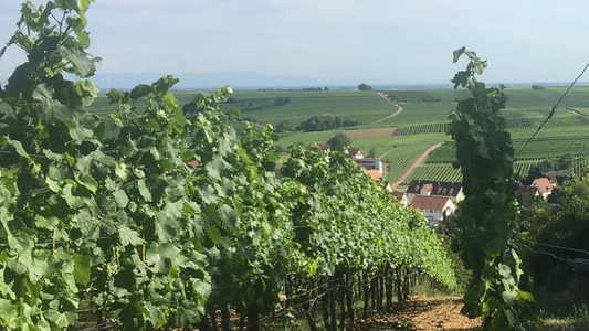 Tysk Chardonnay stormer frem