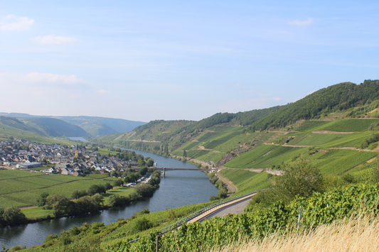 Mosel i glasset – derfor elsker vi Mosel-Riesling