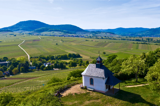 Vinsmagning med vine fra Pfalz