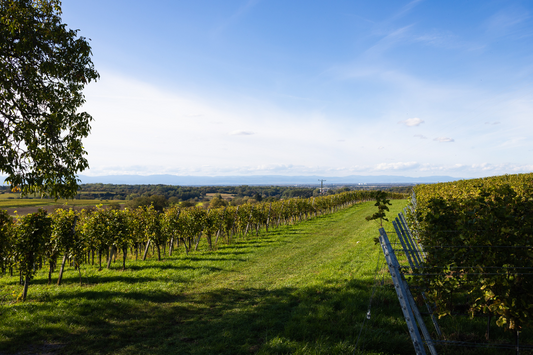 Weissburgunder i rampelyset